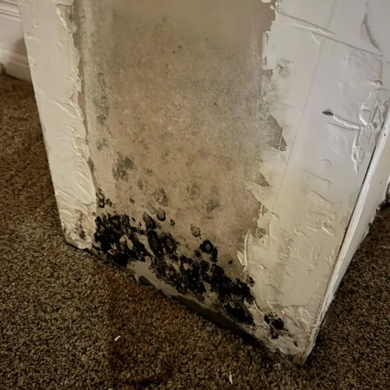 Professional Mold Removal in Tonawanda, NY